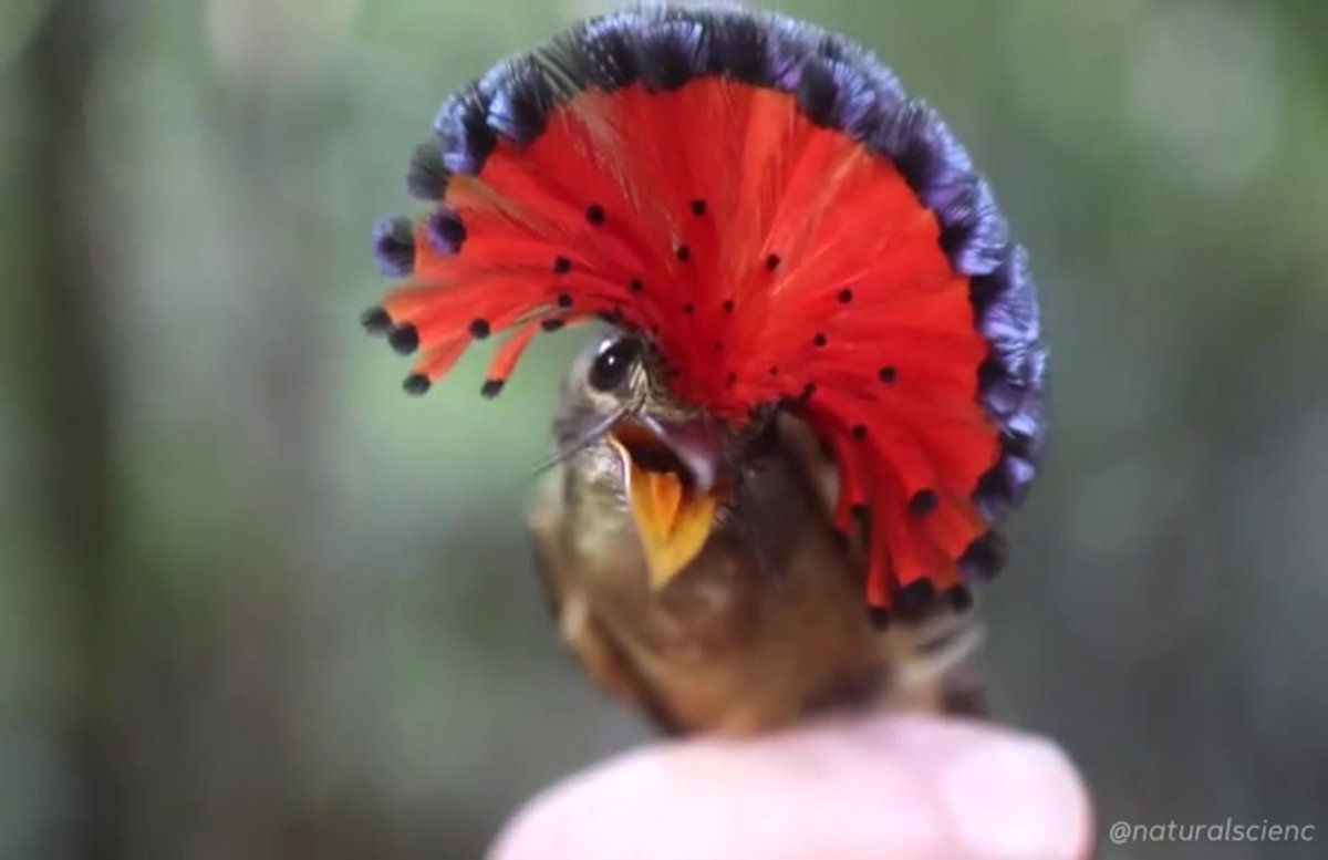 Гнездо королевской мухоловки