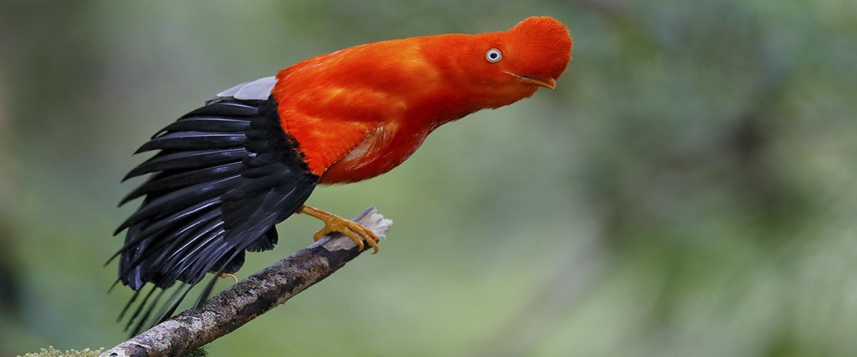 Амазонский венценосный мухоед