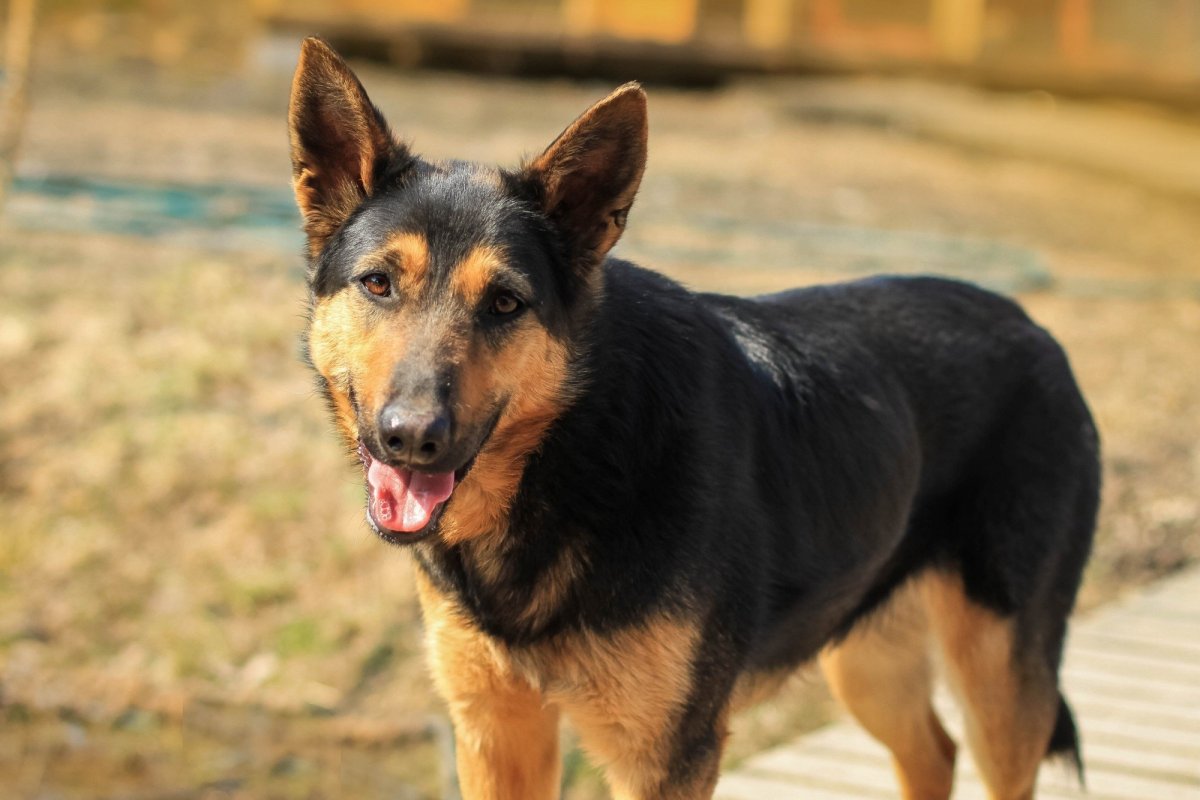 Метис бордер колли и лайки