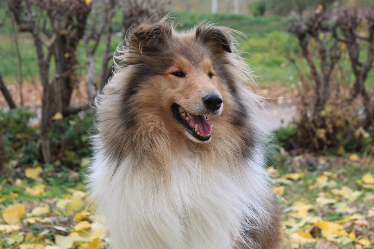 Метис колли и овчарки