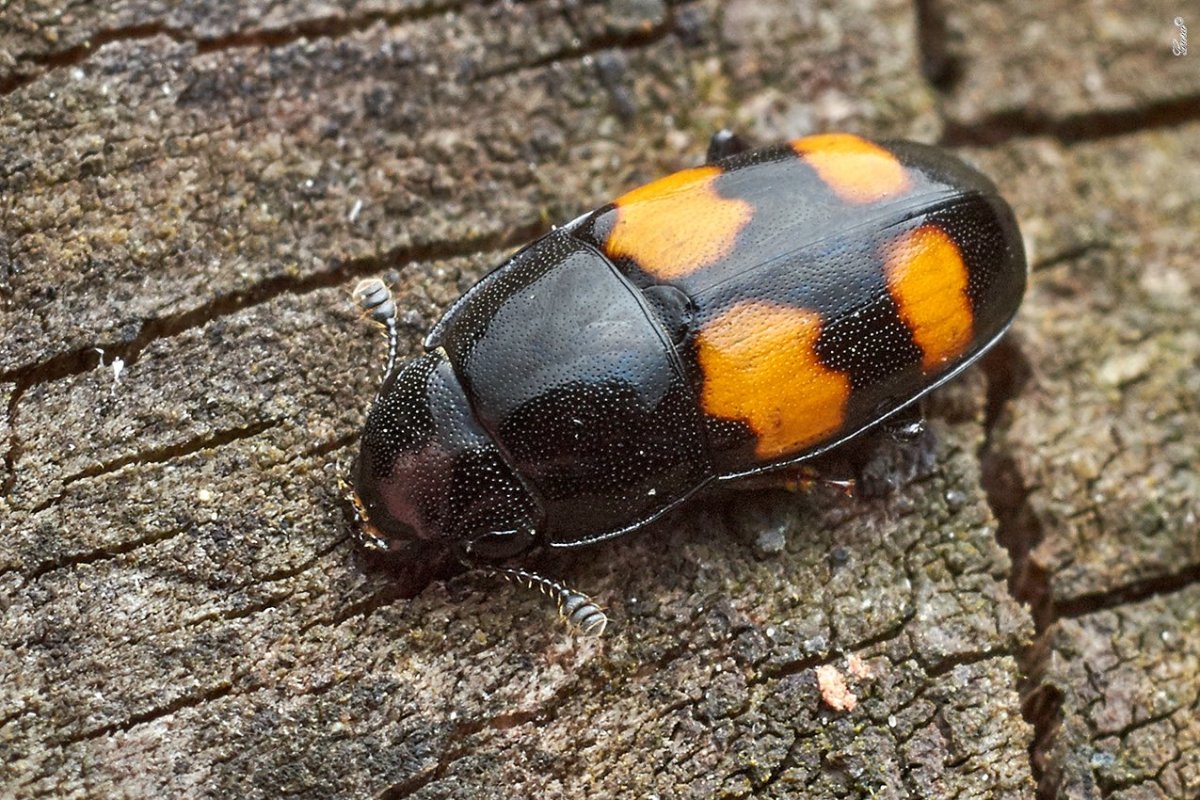 Блестянка подкорная Жук