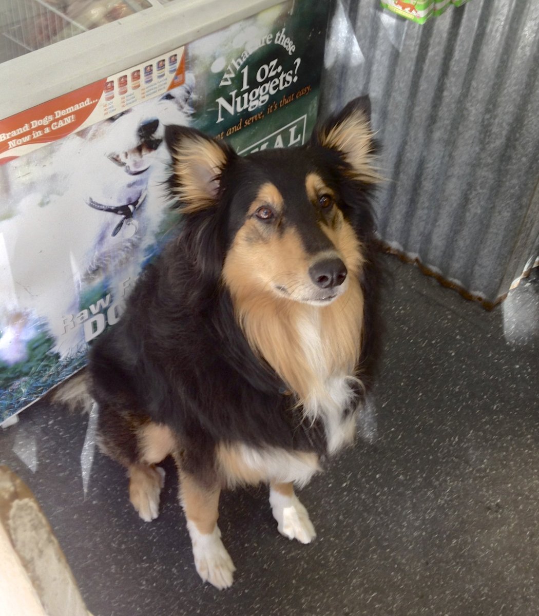 Метис колли и хаски