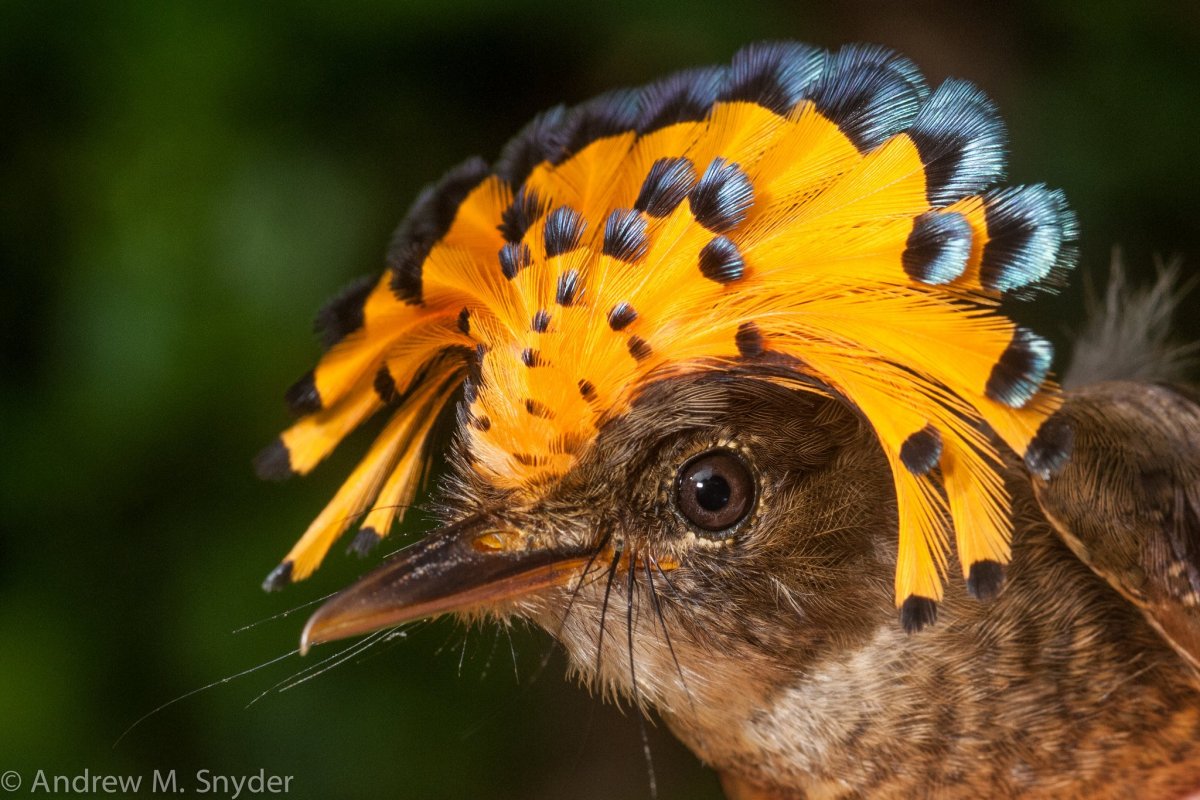 Королевский венценосный мухоед