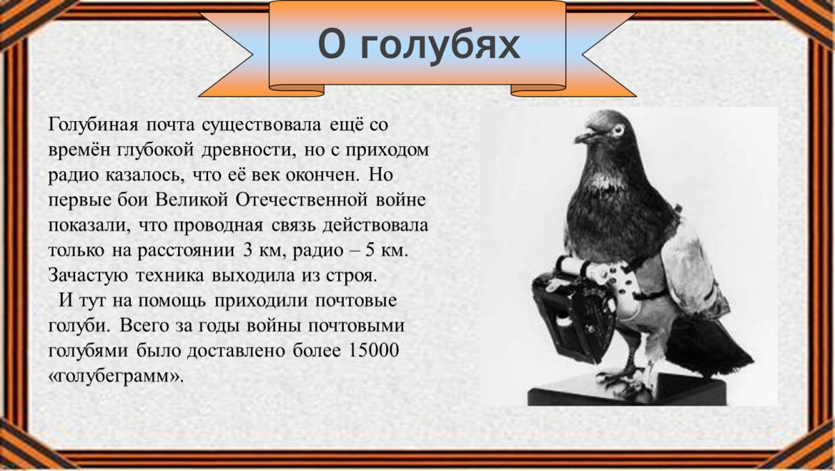 Голубь террорист