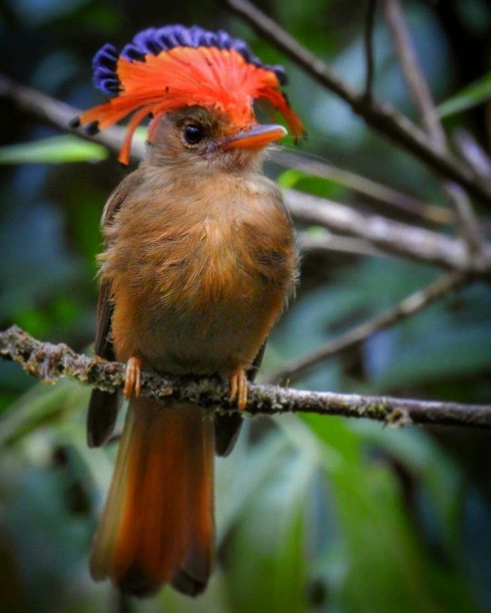 Амазонский мухоед