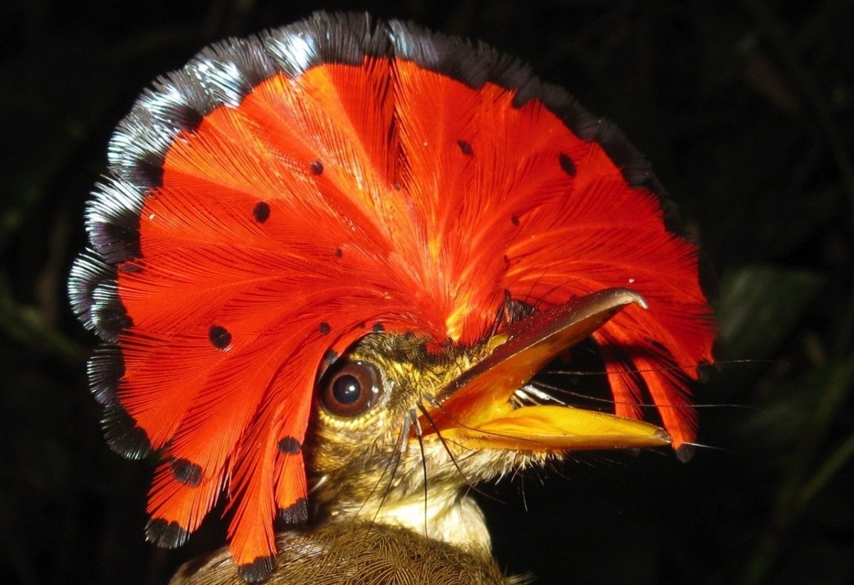 Птица с веером на голове