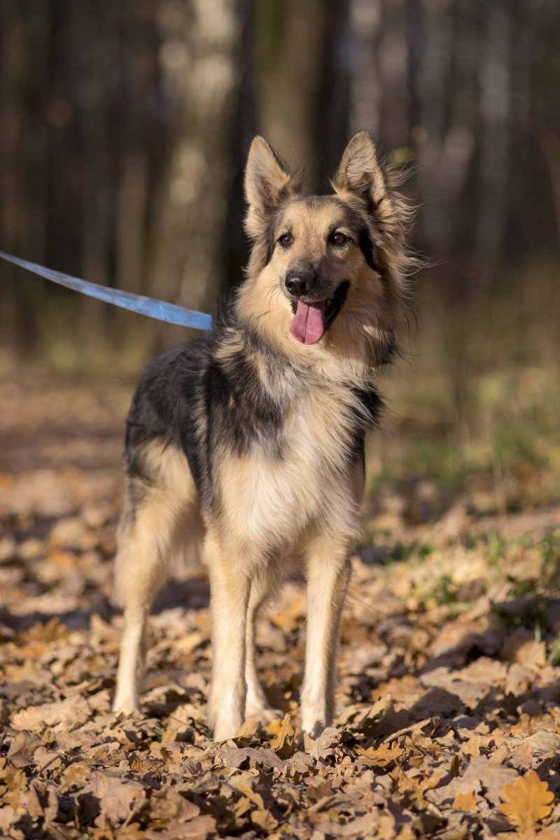 Метис корги и шелти