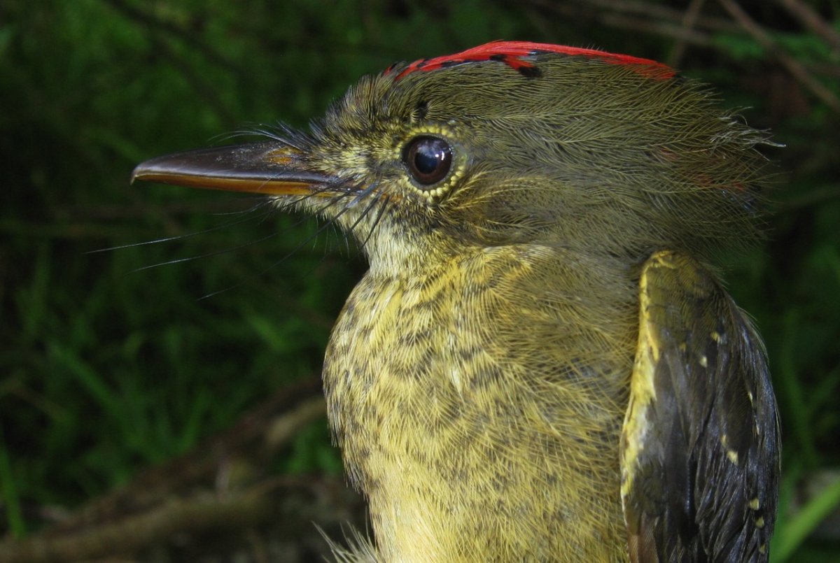 Венерина мухоловка раффлезия росянка непентес