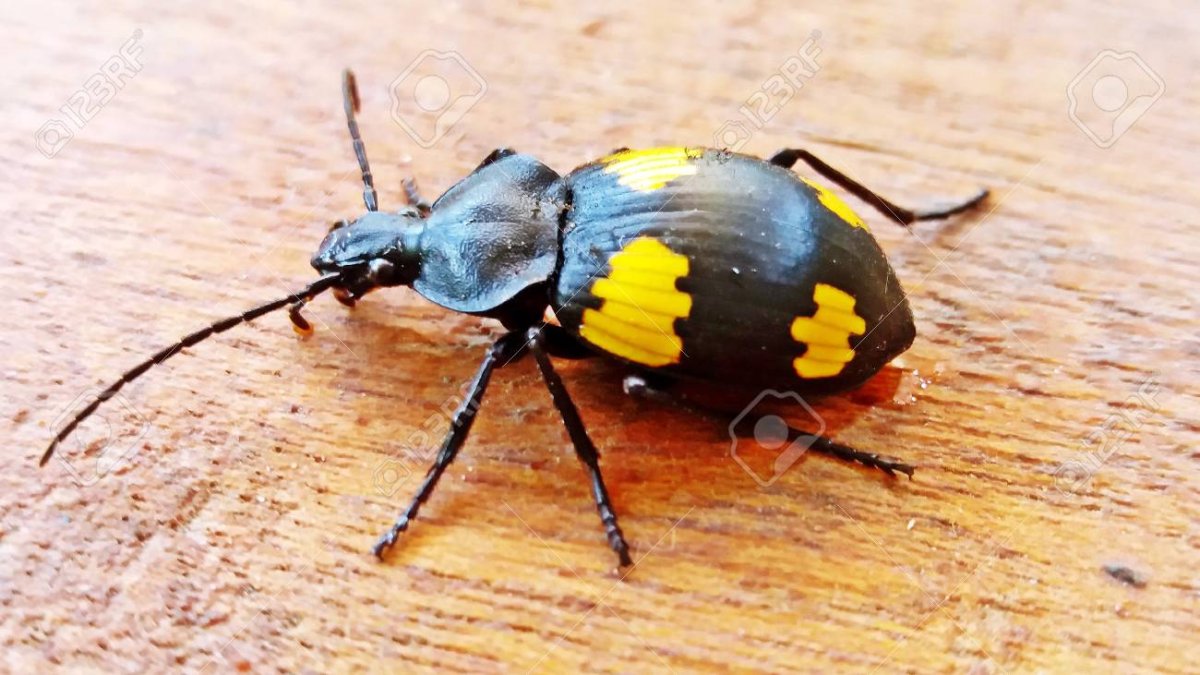 Насекомые с круглой и желто черной попой