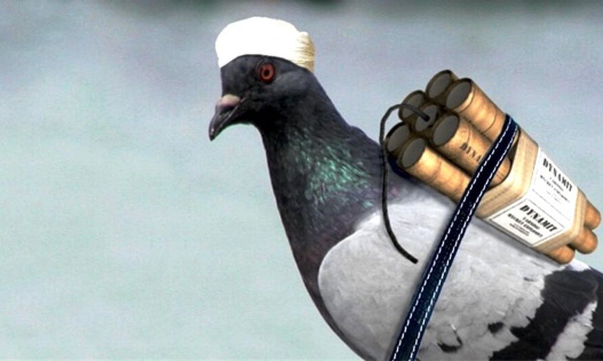 Голубь бухает