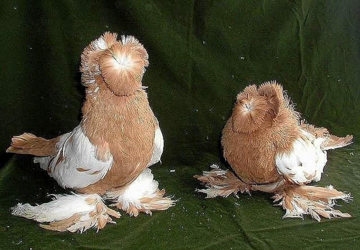 Редкие породы голубей