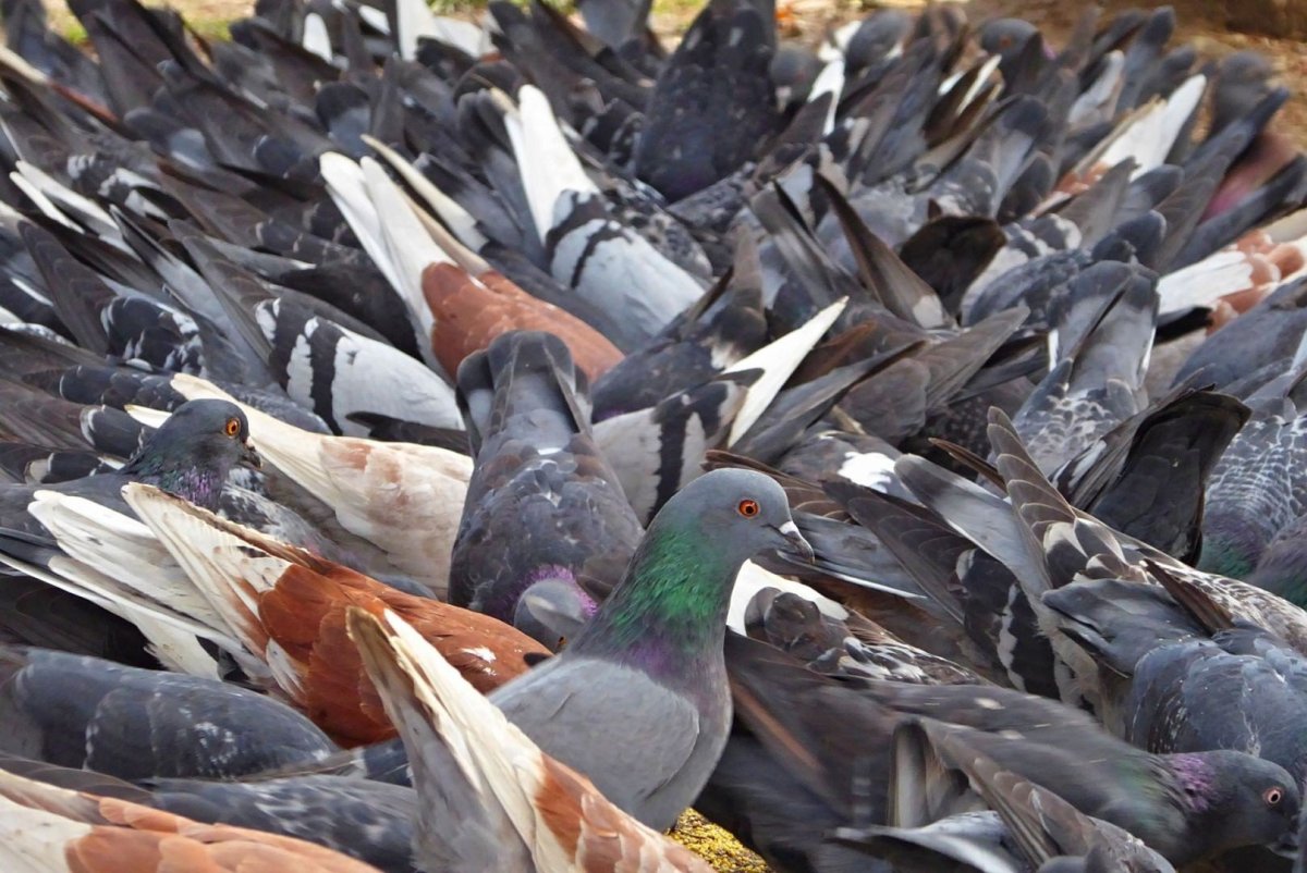 Новозеландский Гривистый голубь