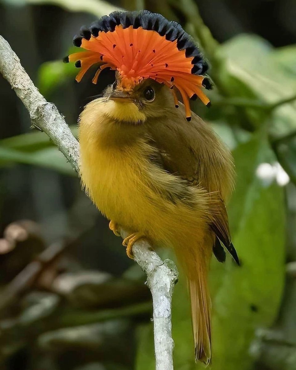 Венценосный мухоед