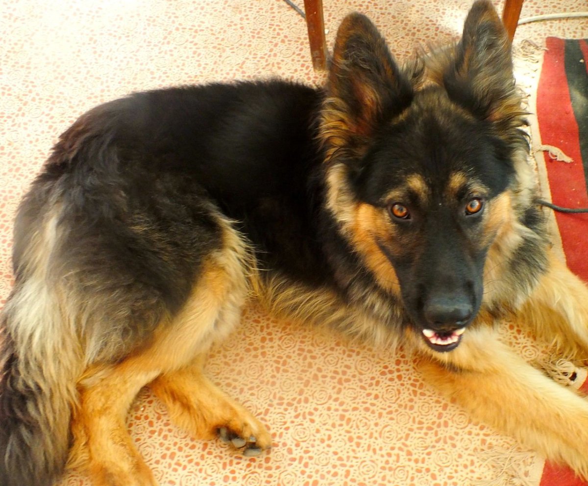 Помесь длинношерстной немецкой овчарки