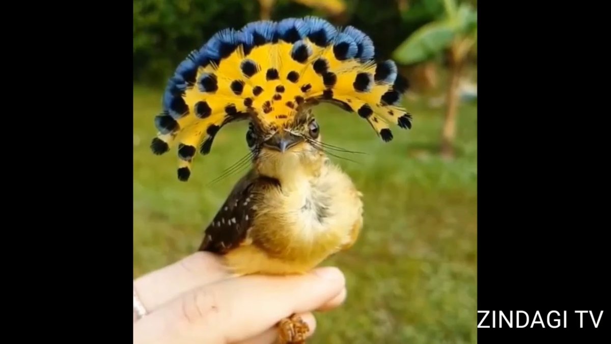 Венерина мухоловка и насекомые