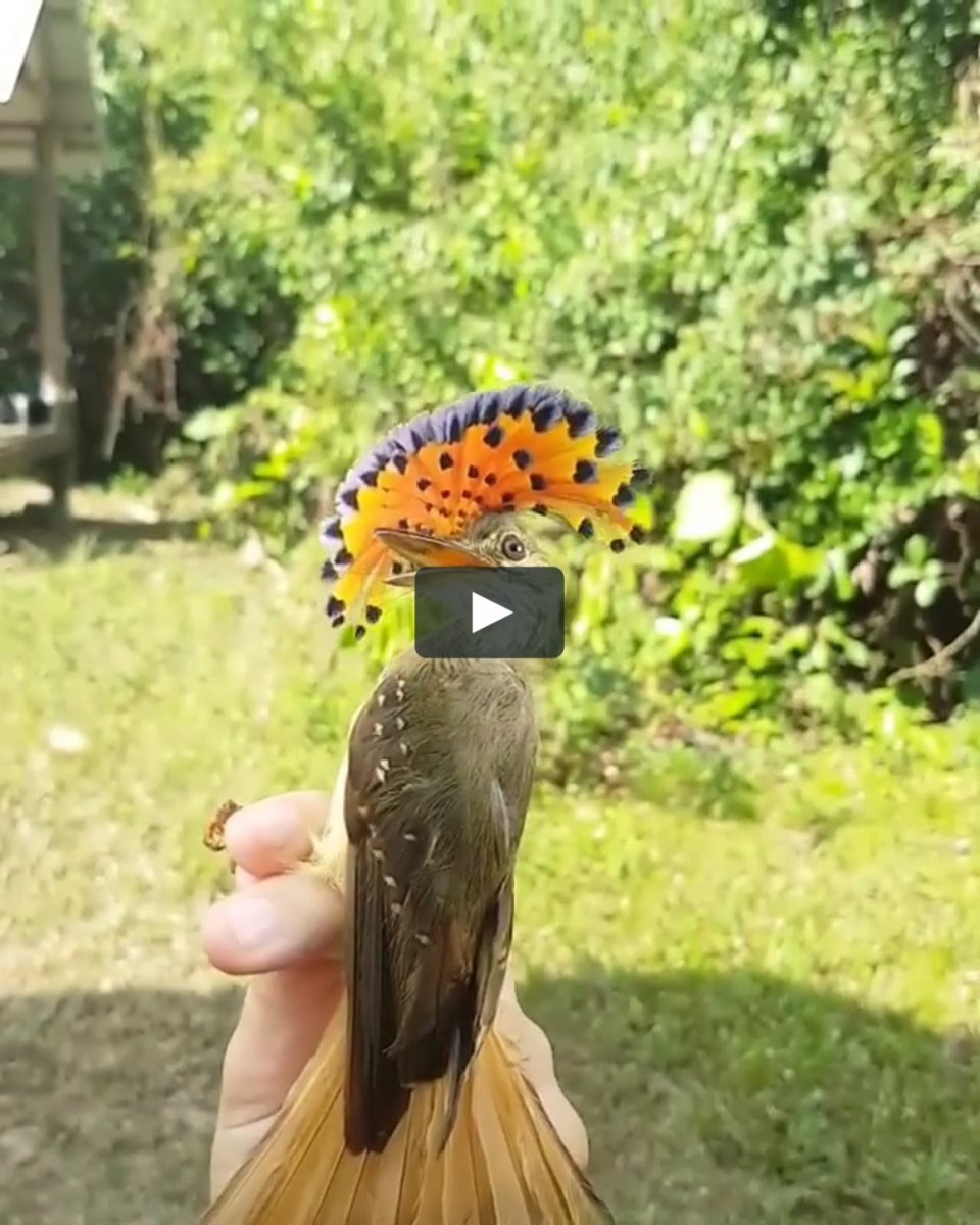 Королевский венценосный мухоед