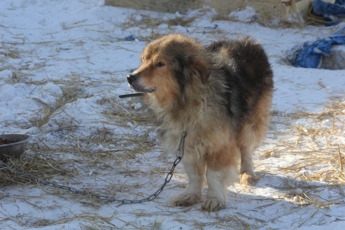 Метис колли и кавказской овчарки