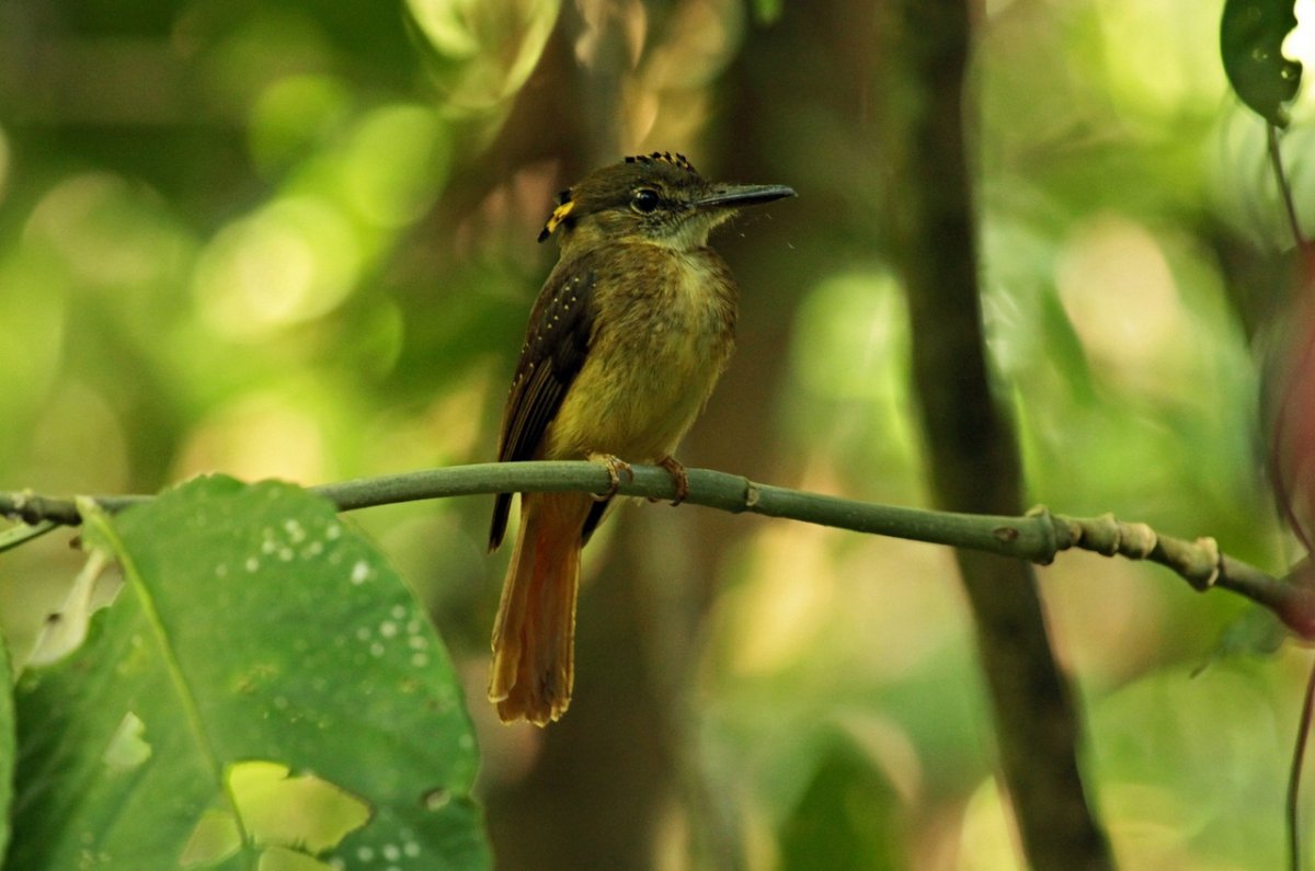 Дроздовая мухоловка