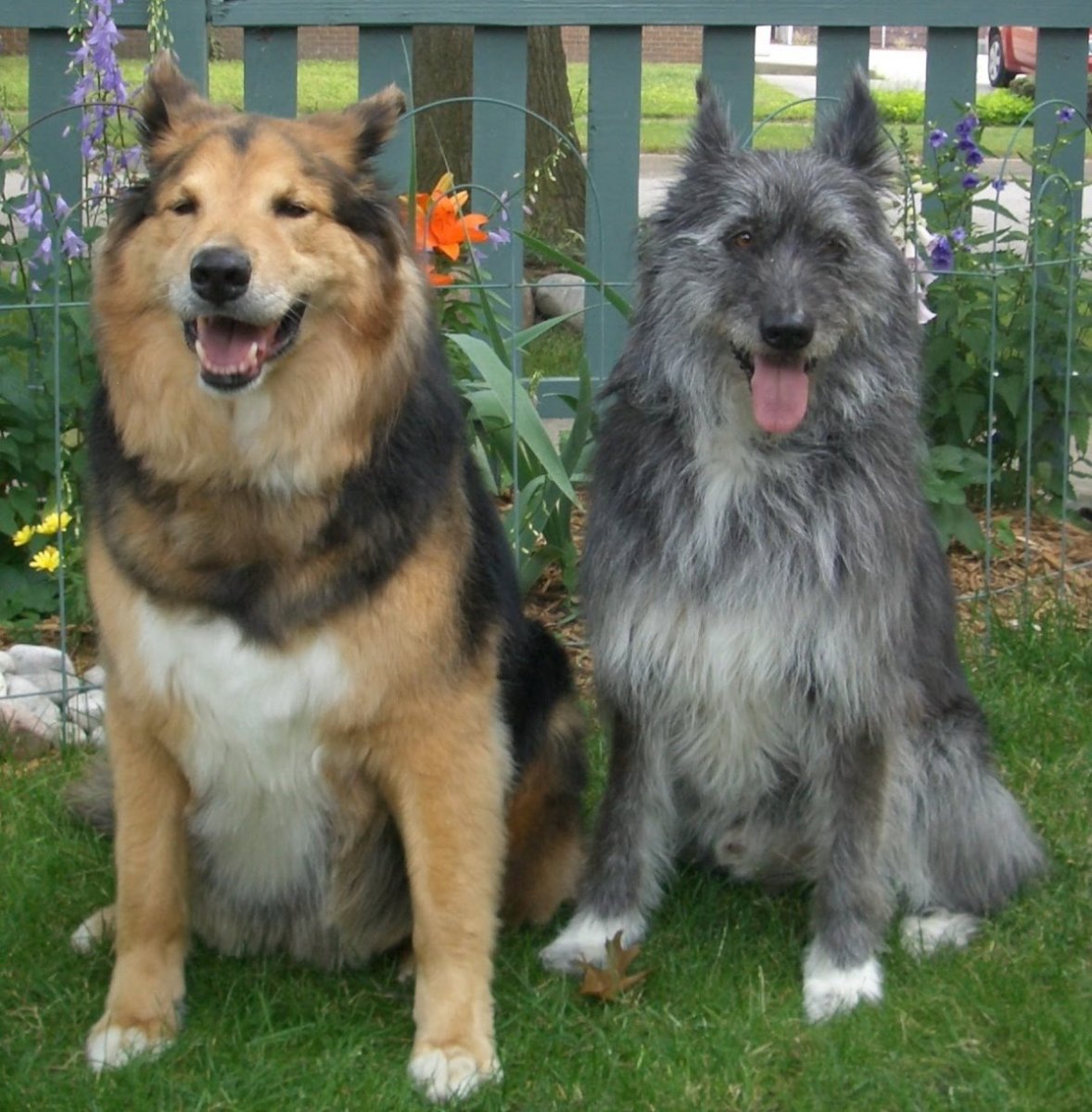 Метис колли и кавказской овчарки