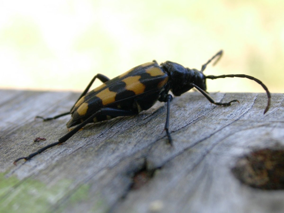 Жук таракан черный