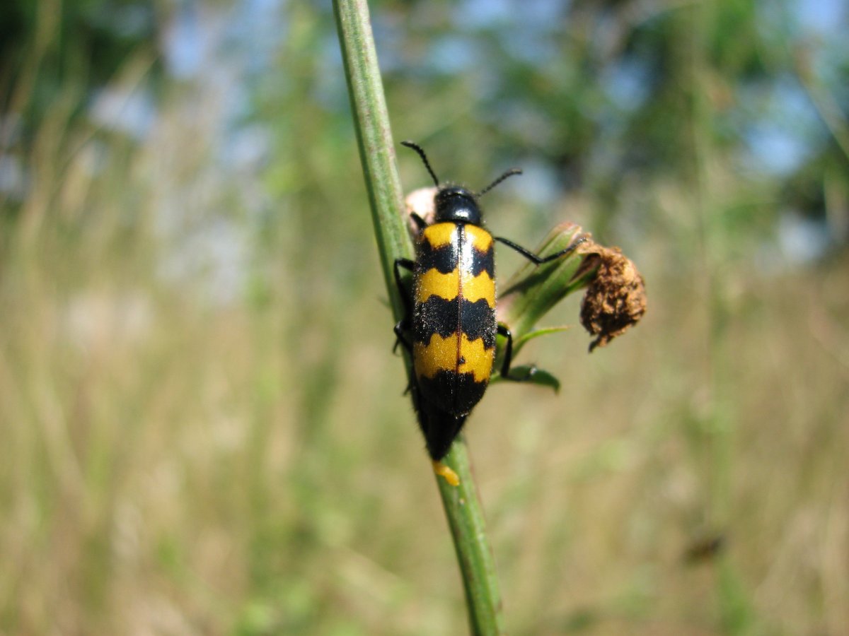 Жук усач черно желтый