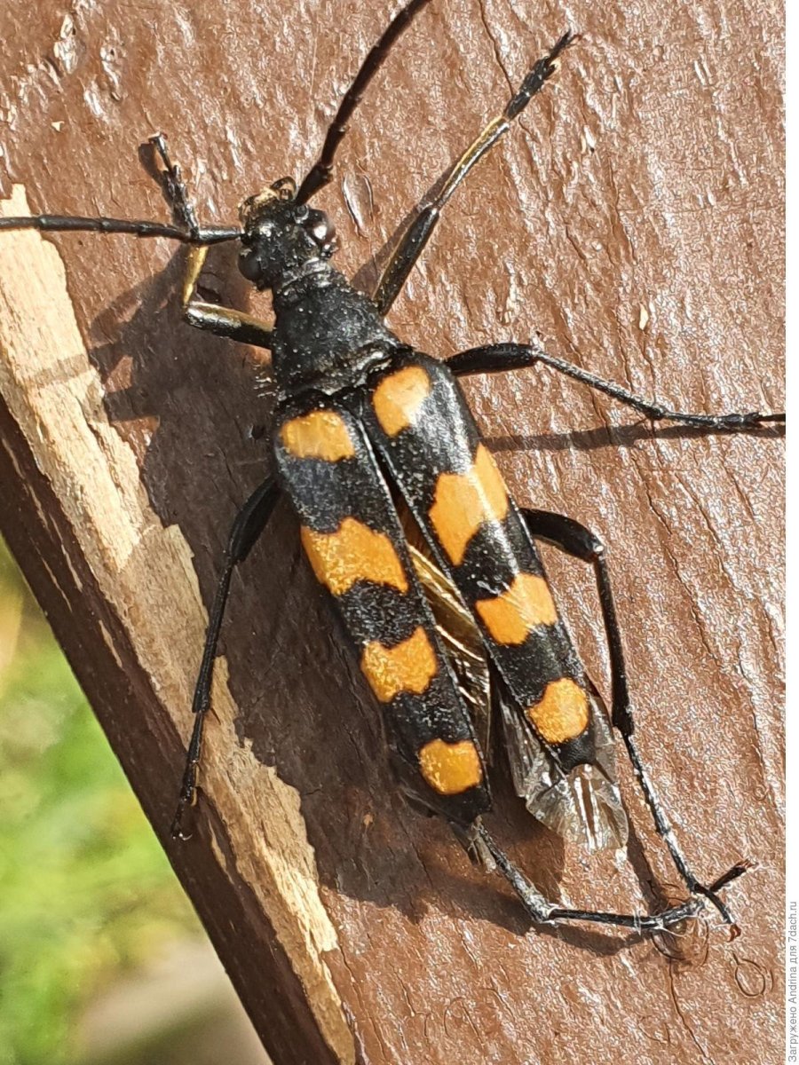 Полосатый Жук Пискун