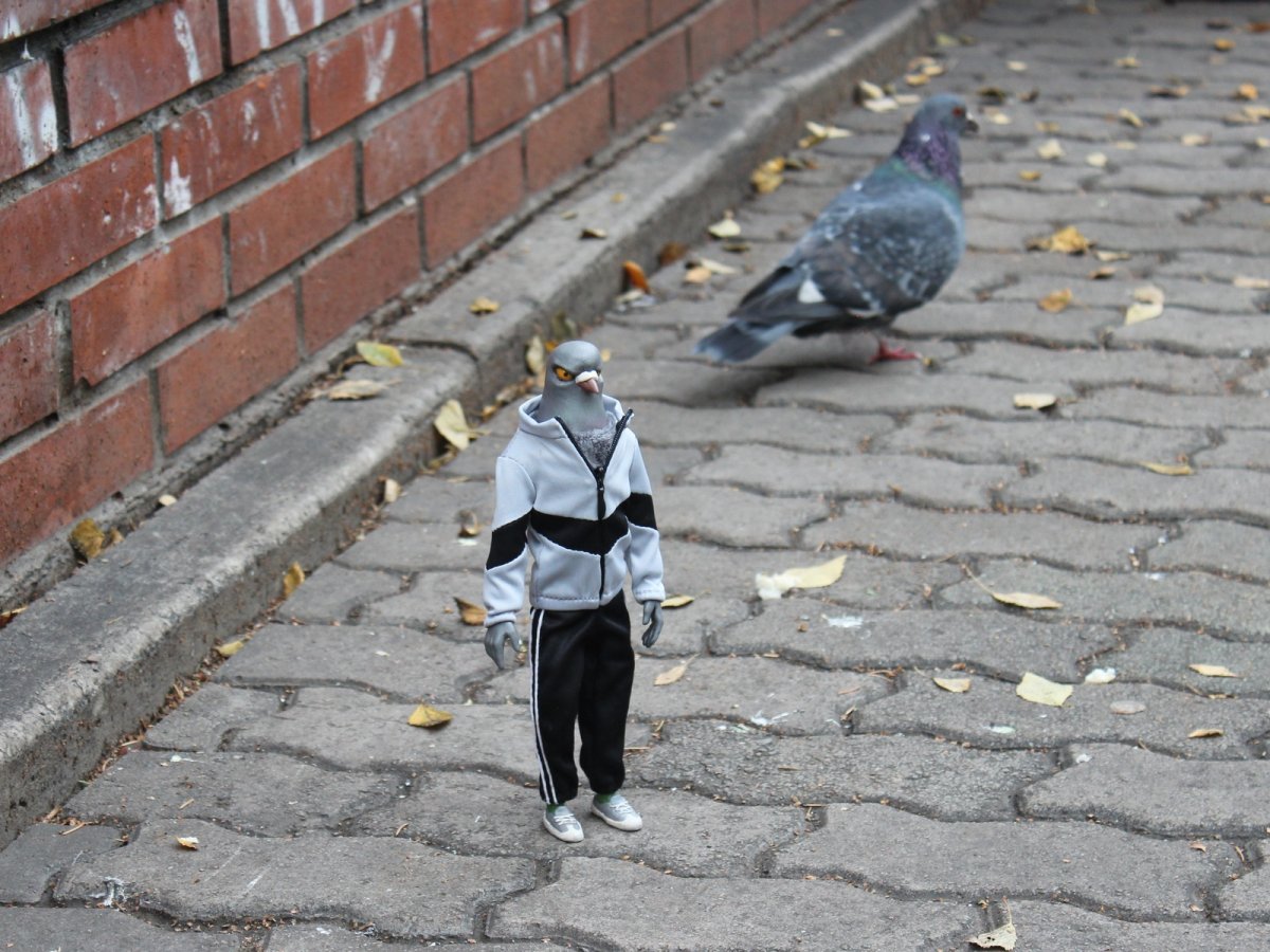 Смешные голуби сидит