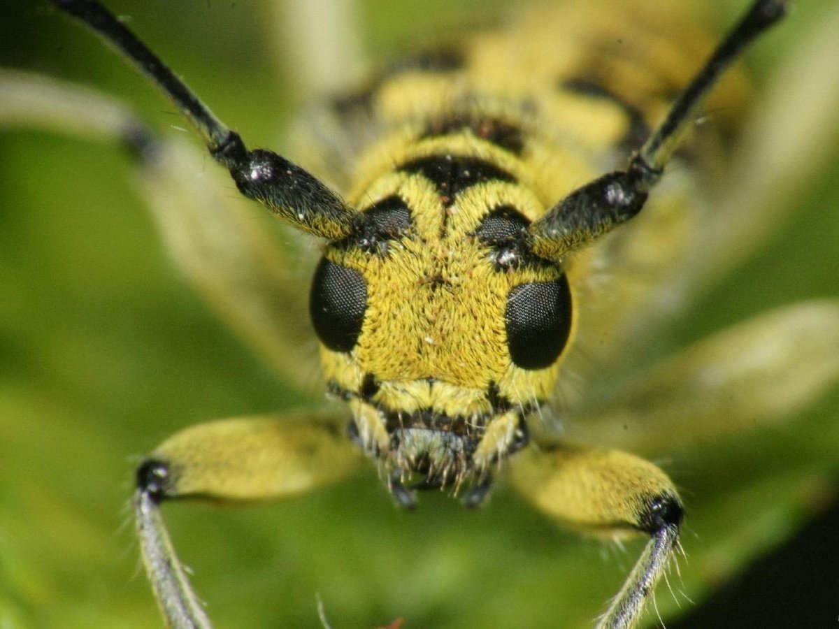 Шершень жёлтый Жук