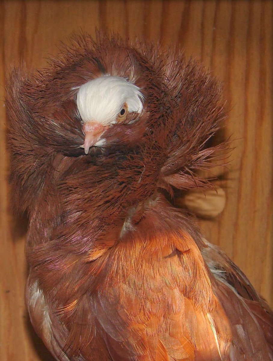 Капуциновые голуби