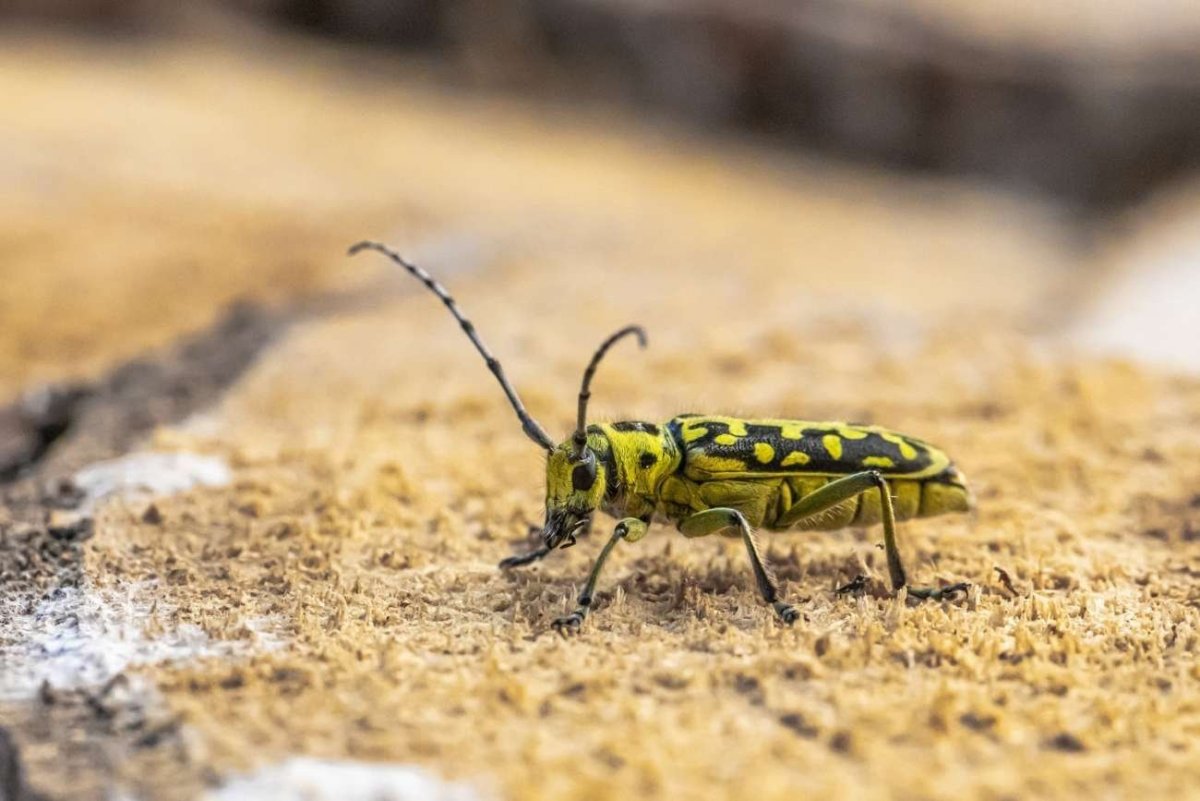 Жук усач желто черный