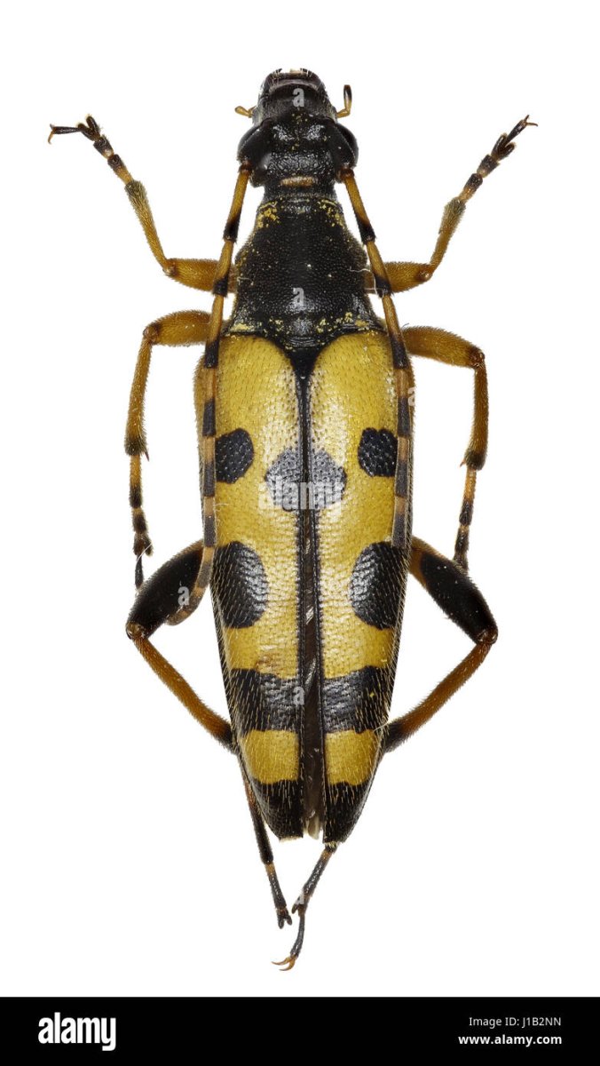 Черный Жук с желтыми пятнами на спине