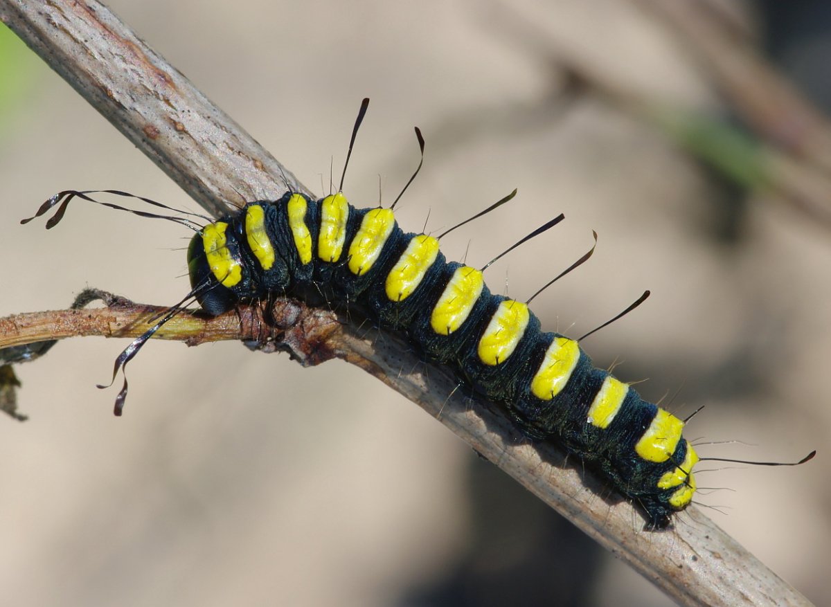 Гусеница стрельчатки Ольховой