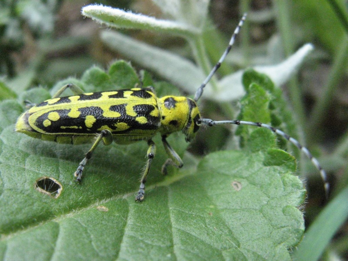 Зеленый полосатый Жук