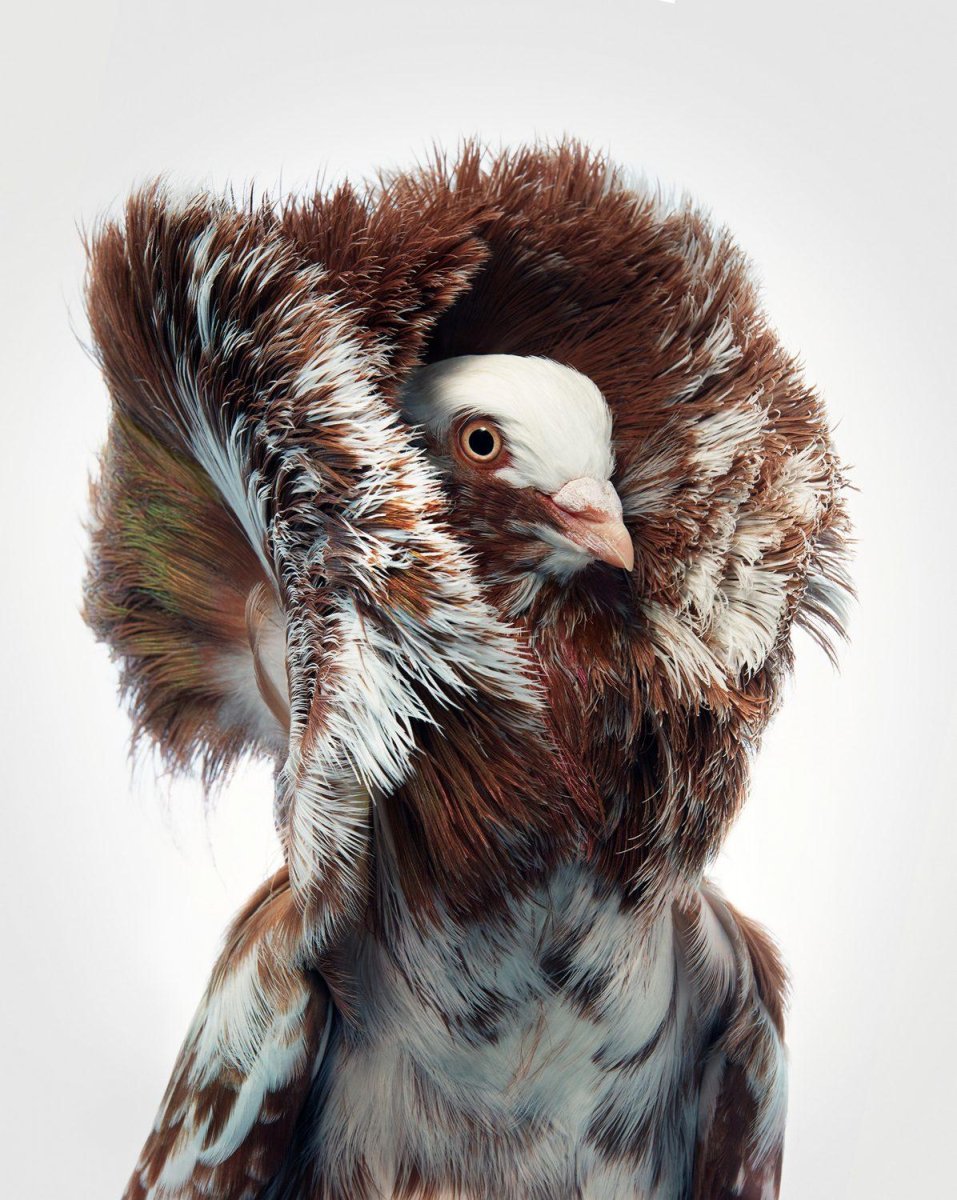 Голуби породы якобины