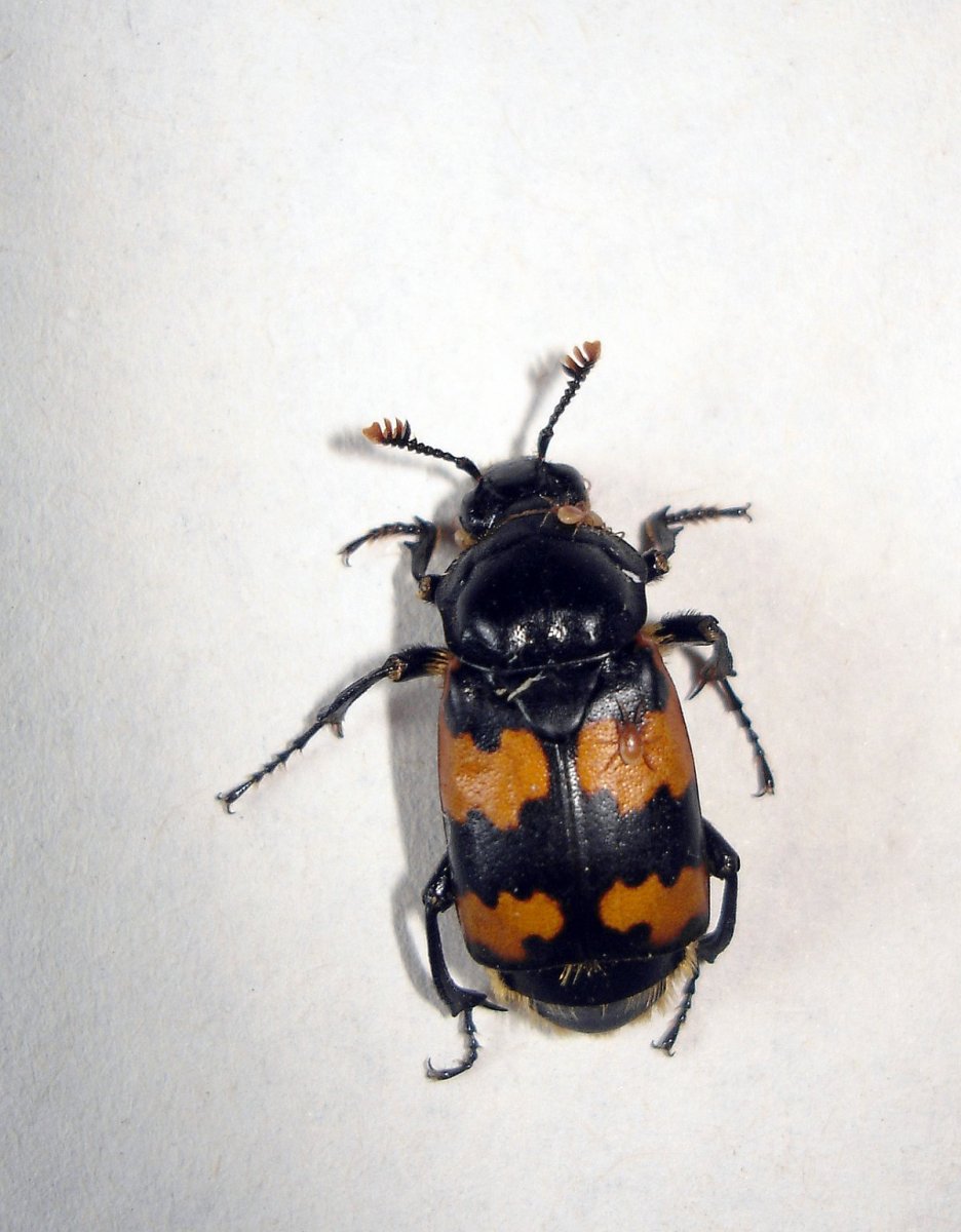 Nicrophorus interruptus Жук