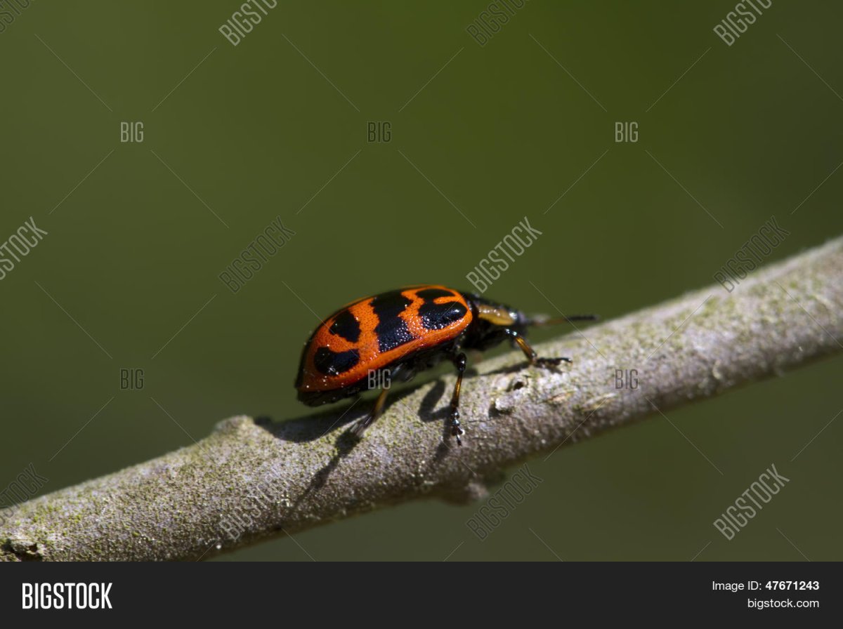 Жук черно желтый маленький