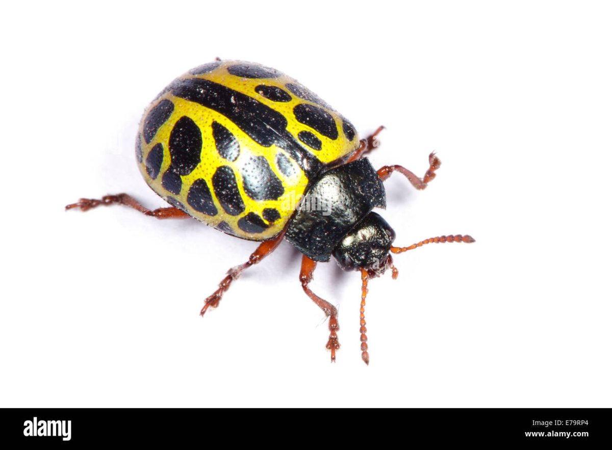 Черный жучок с желтыми пятнышками