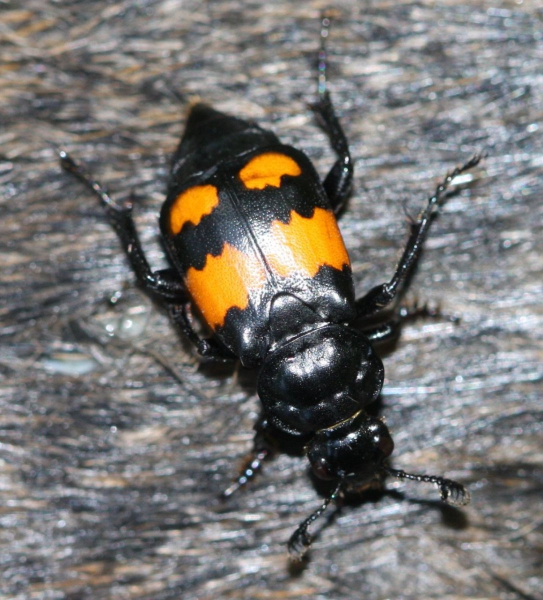 Могильщик рыжебулавый Жук