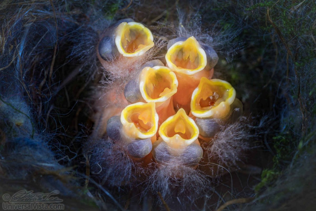 Птенчик с открытым ртом