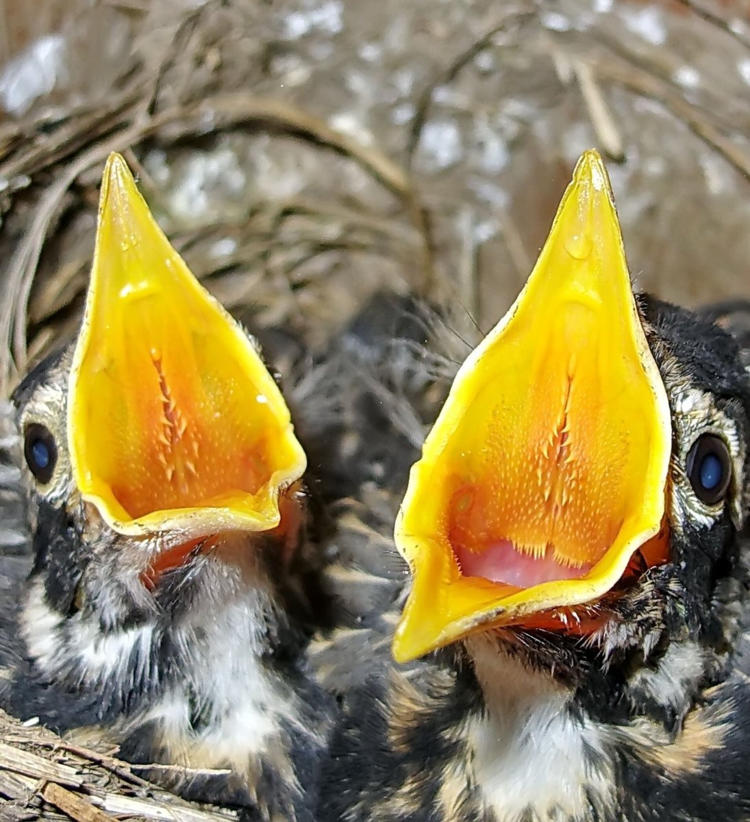 Птенец выглядывает из гнезда