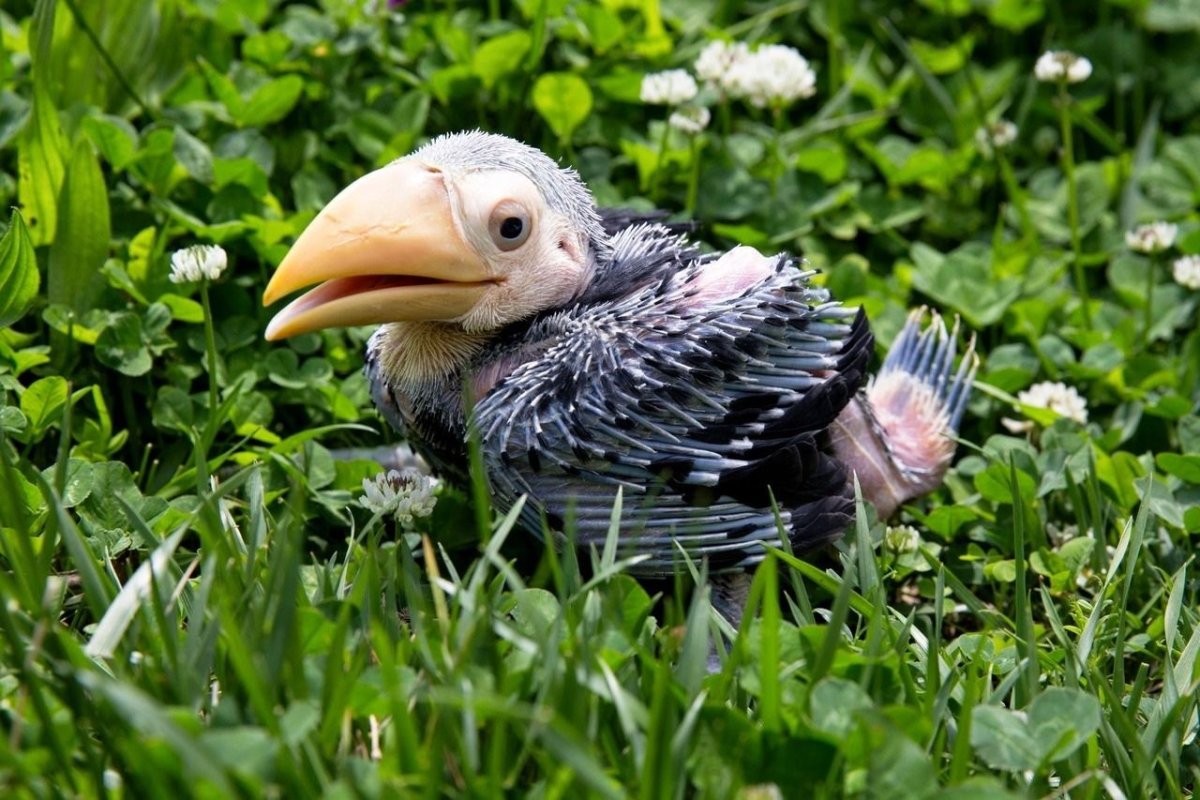 Птенцы с открытыми ртами