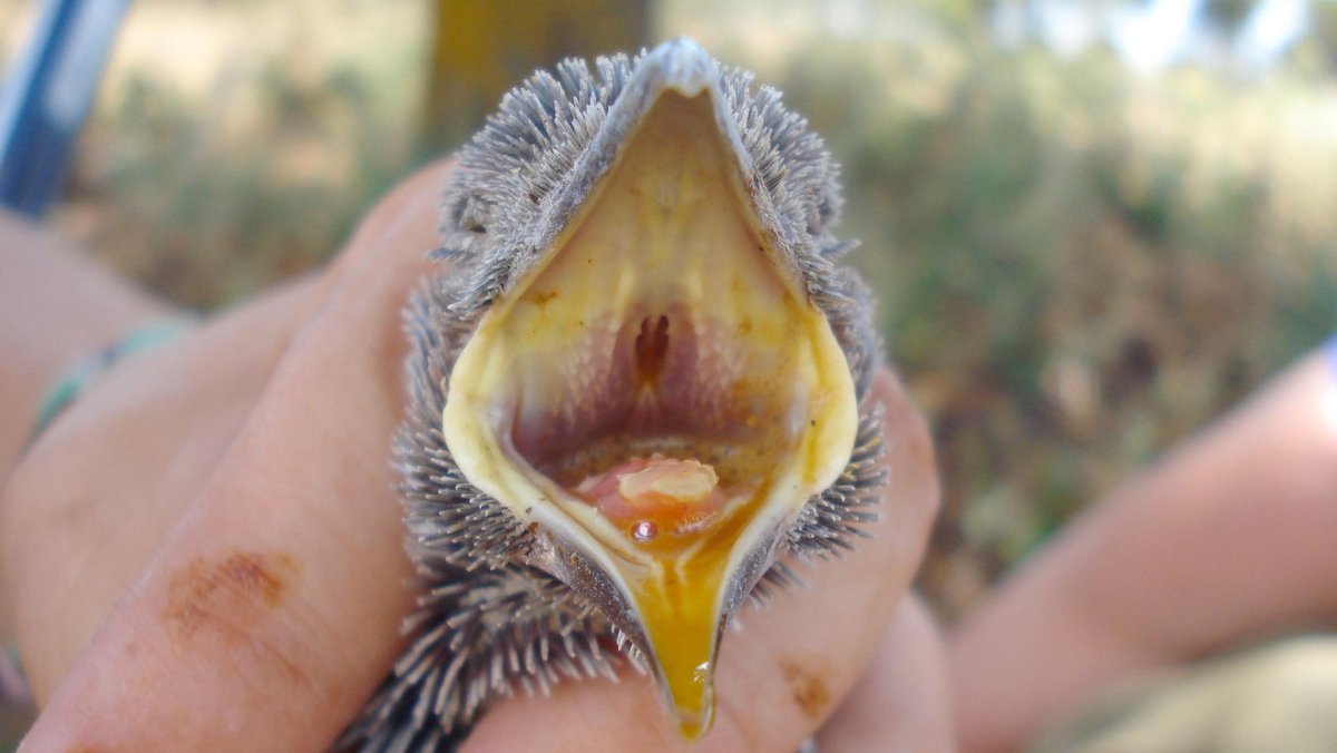 Птенец с желтым ртом