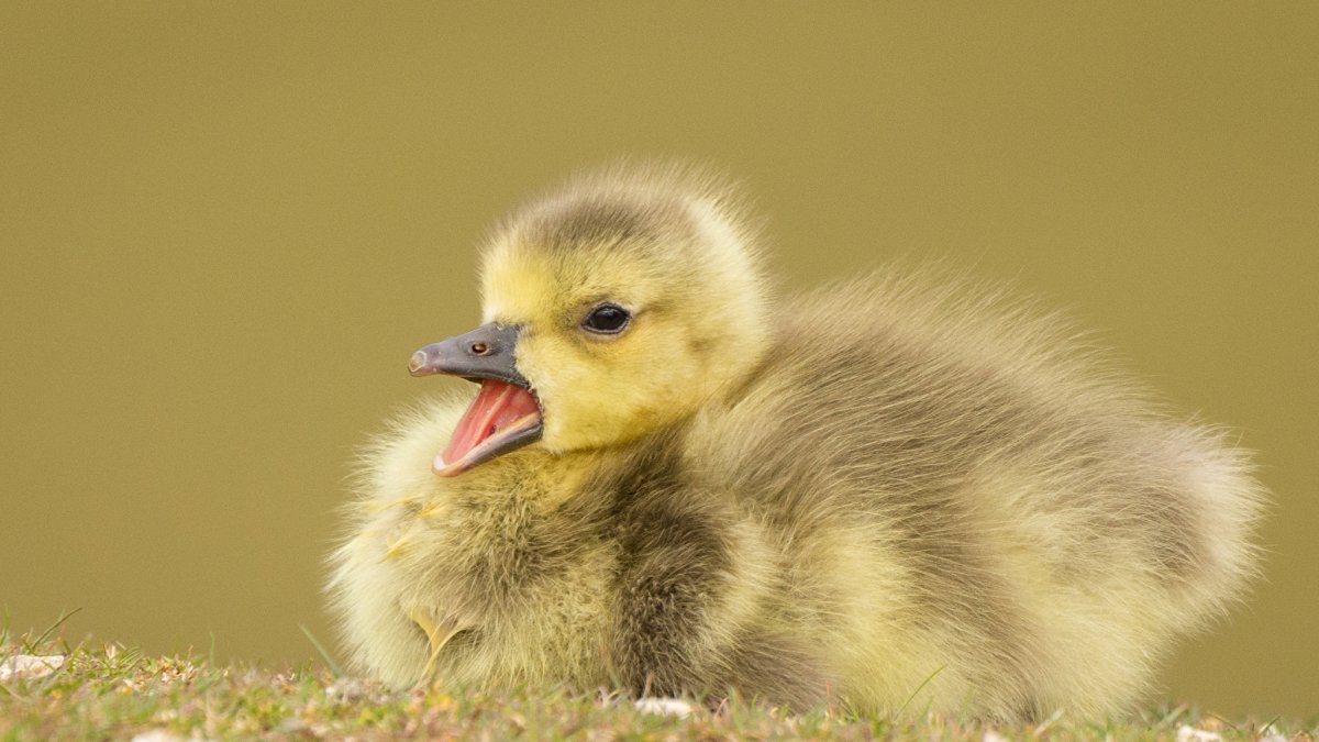 Злой утенок