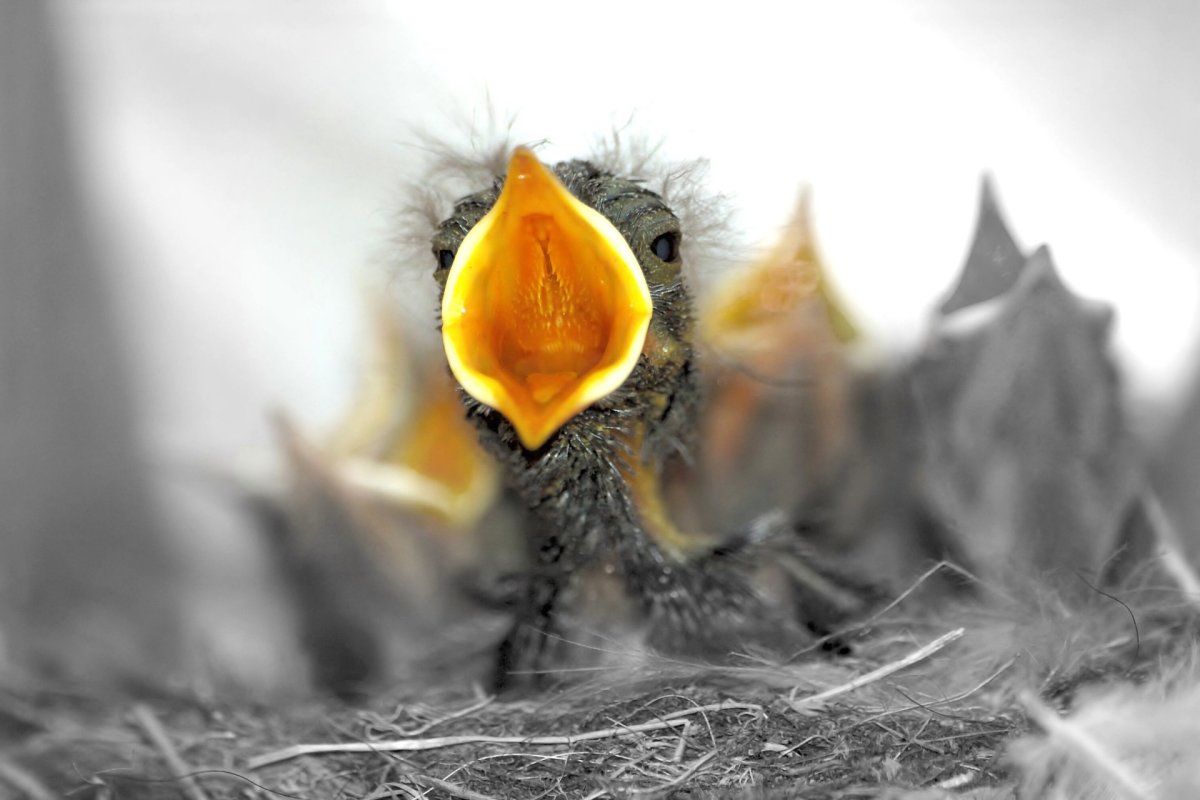 Птенцы Дроздов желторотики