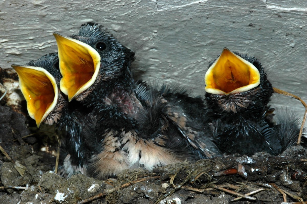 Птица плачет