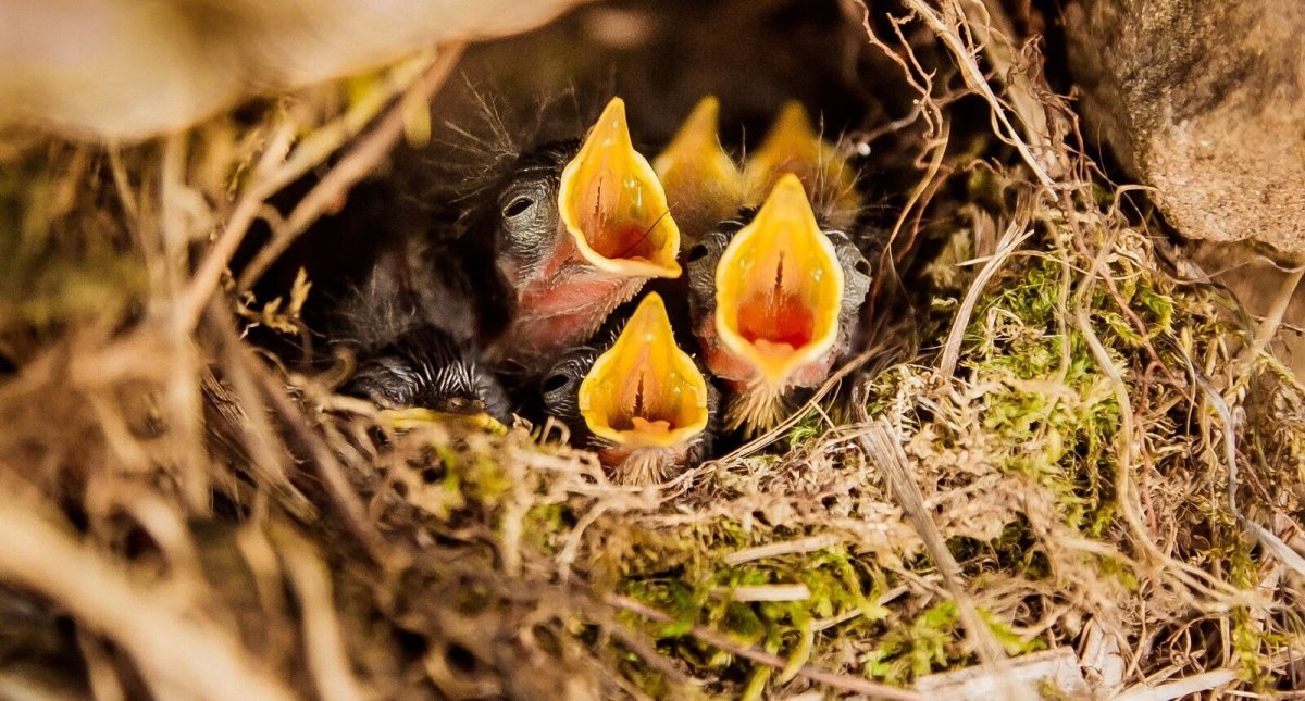 Птенцы горихвостки в гнезде