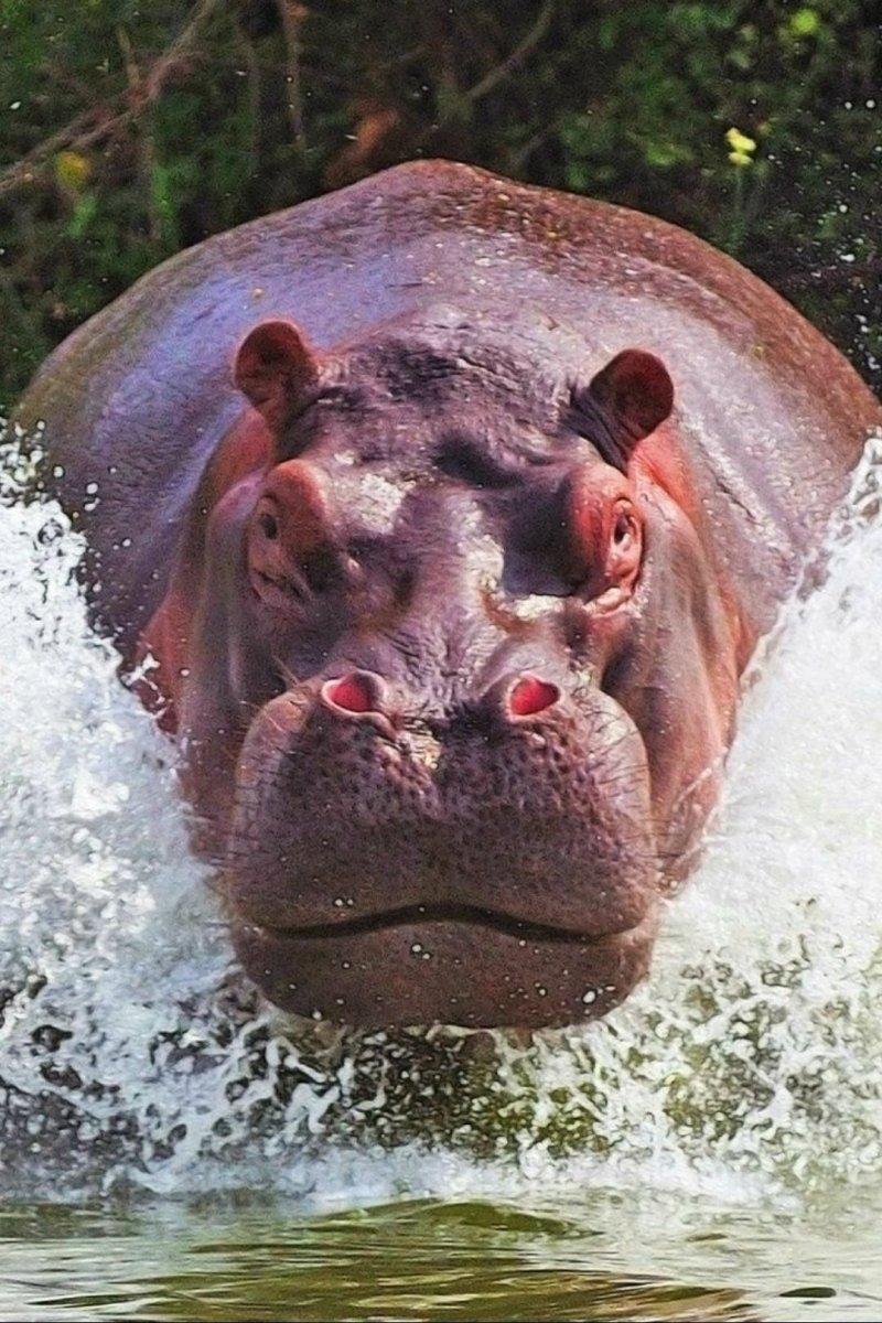 Нильский Бегемот