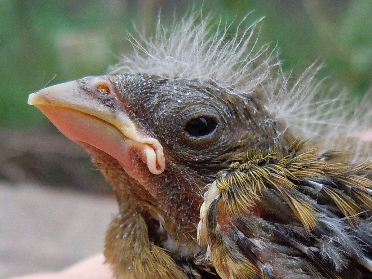 Птенец желторотик