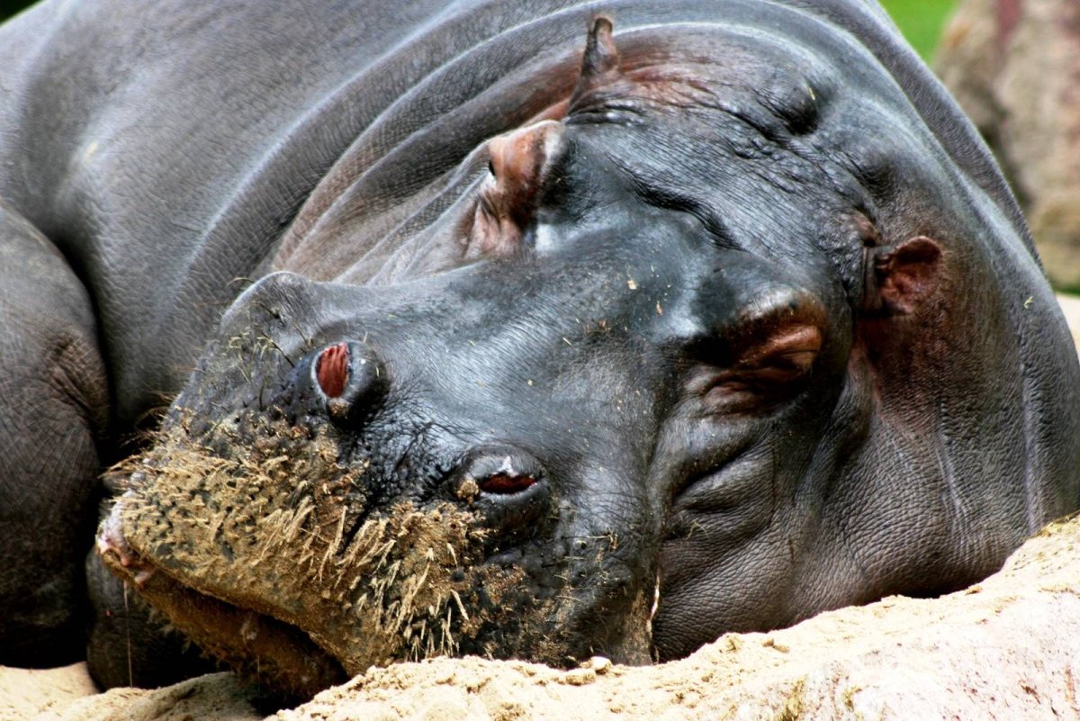 Гиппопотам (Hippopotamus)