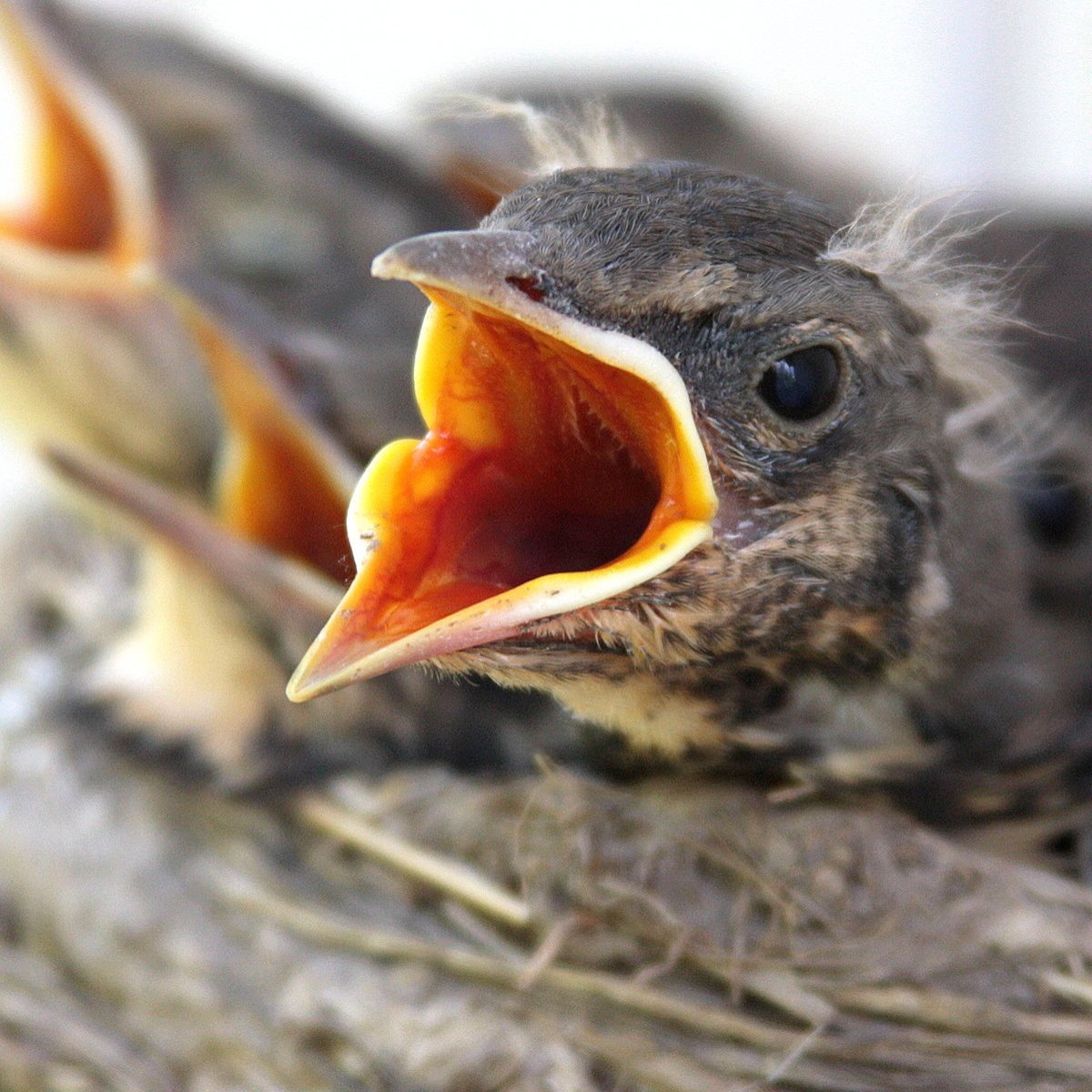 Птенец желторотик